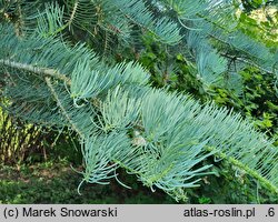 Abies concolor Argentea