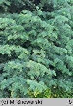 Abies concolor Argentea