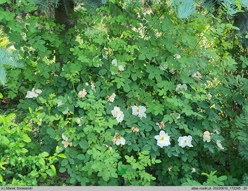 Rosa hort. Nevada