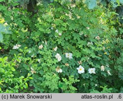 Rosa hort. Nevada