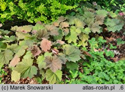 Heuchera Bronze Beauty
