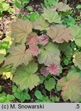 Heuchera Bronze Beauty