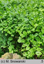 Disporum uniflorum (parnik jednokwiatowy)