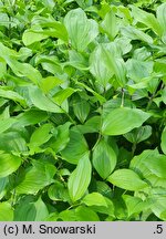 Disporum uniflorum (parnik jednokwiatowy)