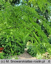 Juglans nigra Laciniata