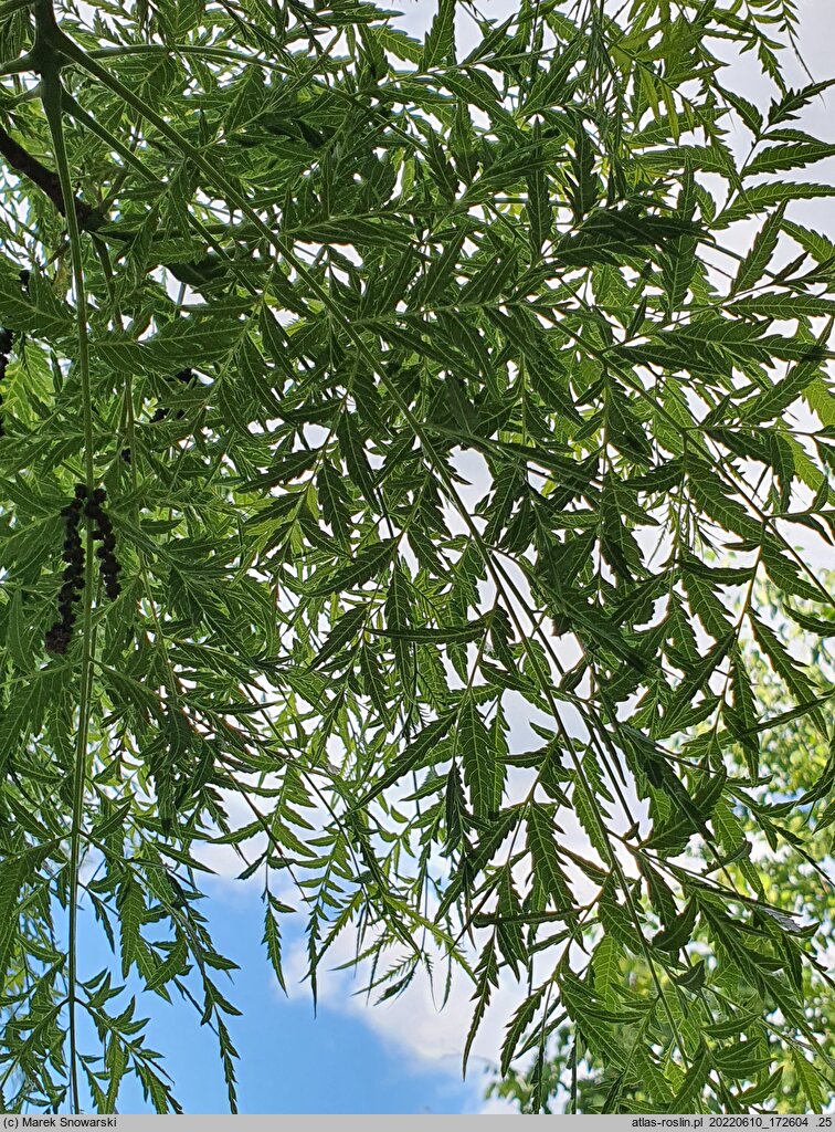 Juglans nigra Laciniata