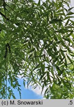 Juglans nigra Laciniata