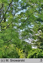 Juglans nigra Laciniata