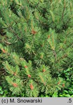 Pinus mugo Zundert
