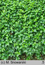 Vinca minor × major