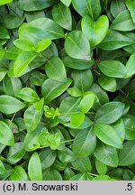 Vinca minor × major