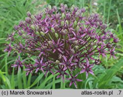 Allium Spider