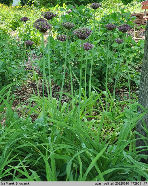 Allium Spider