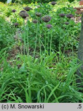 Allium Spider