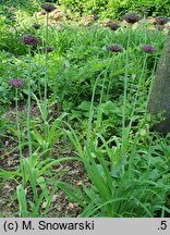 Allium Spider