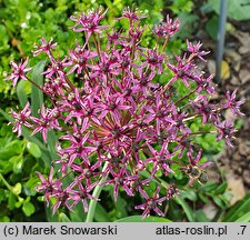 Allium Spider