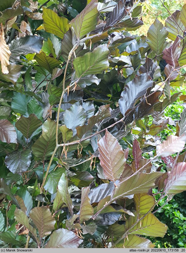 Fagus sylvatica s.str. Anny's Red Pillar