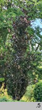 Fagus sylvatica s.str. Anny's Red Pillar