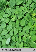 Epimedium alpinum (epimedium alpejskie)