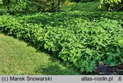Epimedium alpinum (epimedium alpejskie)