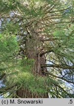 Sequoiadendron giganteum (mamutowiec olbrzymi)