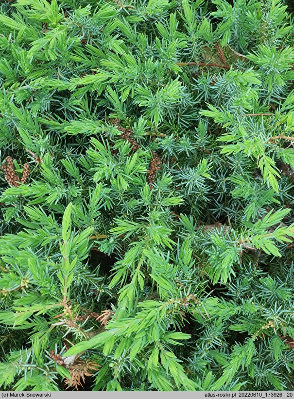 Juniperus rigida var. conferta Schlager