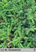 Juniperus rigida var. conferta Schlager