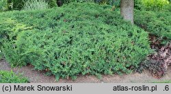 Juniperus rigida var. conferta Schlager