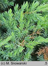 Juniperus rigida var. conferta Schlager