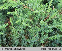 Juniperus rigida var. conferta Schlager