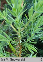 Juniperus rigida var. conferta Schlager