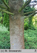Abies lasiocarpa Argentea