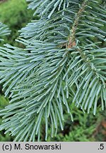 Abies lasiocarpa Argentea