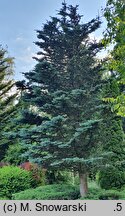 Abies lasiocarpa Argentea