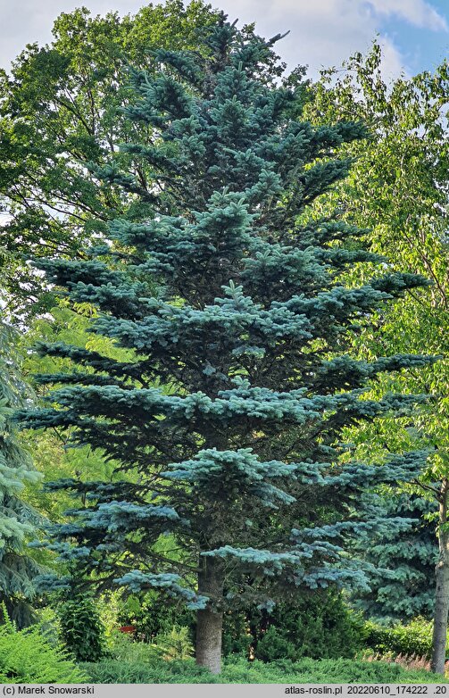 Abies lasiocarpa Argentea
