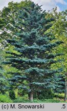 Abies lasiocarpa Argentea