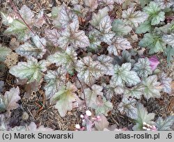 Heuchera Quilters Joy