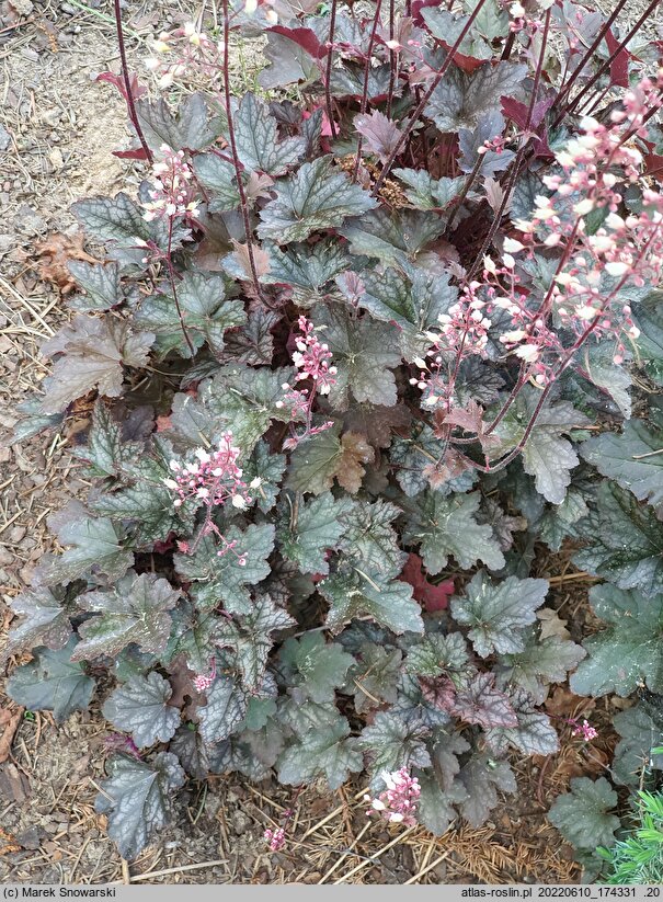 Heuchera Quilters Joy