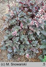 Heuchera Quilters Joy