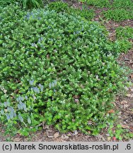 Abies koreana Wojslaw