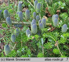 Abies koreana Wojslaw
