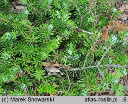 Abies koreana Wojslaw