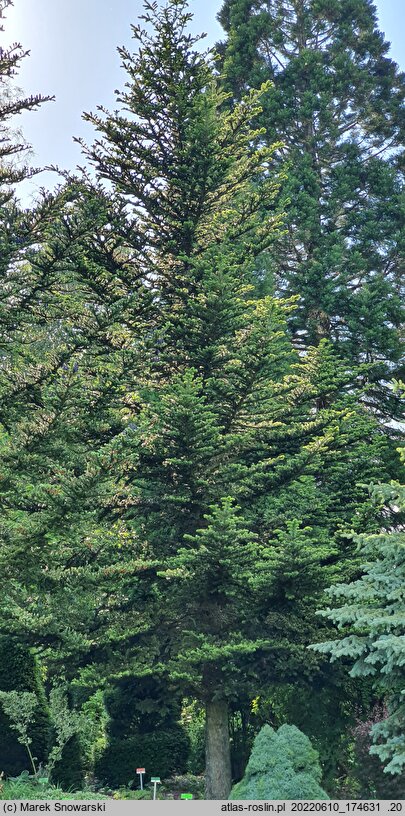 Abies firma (jodła japońska)