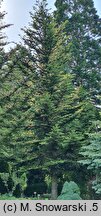 Abies firma (jodła japońska)
