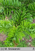 Abies firma (jodła japońska)