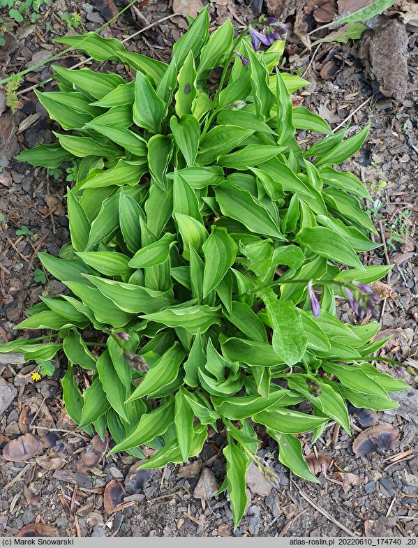 Hosta Lemon Delight