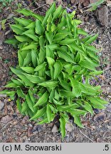 Hosta Lemon Delight