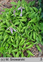 Hosta Lemon Delight