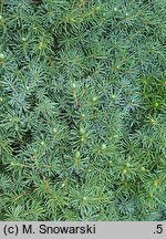 Picea glauca Alberta Blue