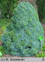 Picea glauca Alberta Blue